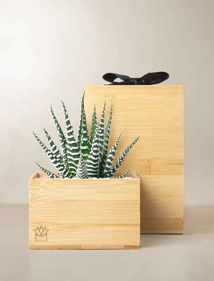 Zebra plant in bamboo container